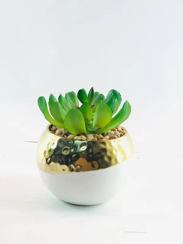 نباتات الزينة بالوعاء الخزفي