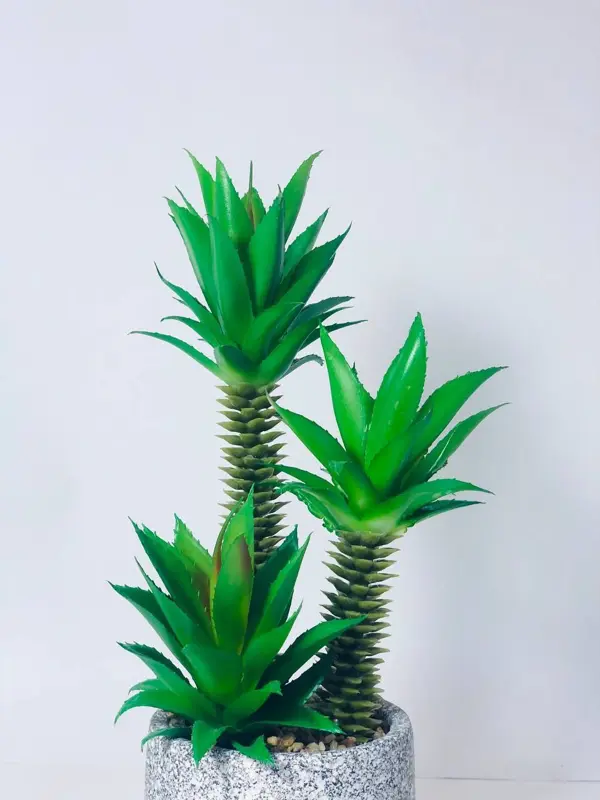 نبات الديكور الخزفي الفاخر