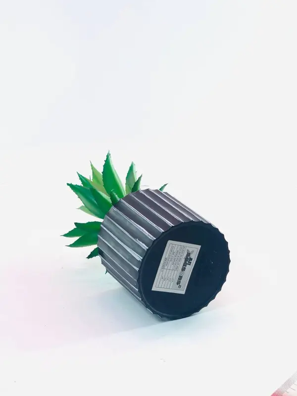 نبات اللمسة الخضراء الأنيقة