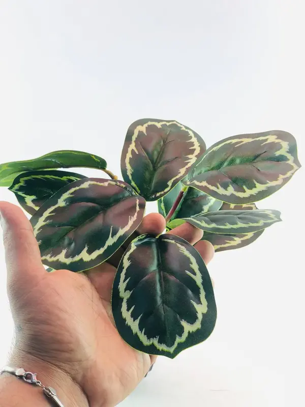 نبات الزينة الأنيق في وعاء أسود بخطوط بيضاء