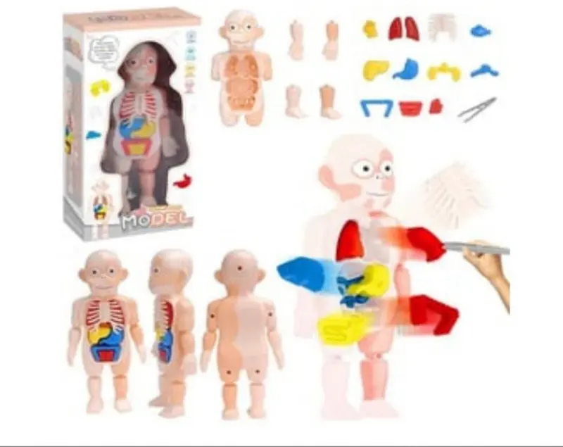 مجسم جسم الإنسان التعليمي، رحلة ممتعة لاستكشاف الجسم