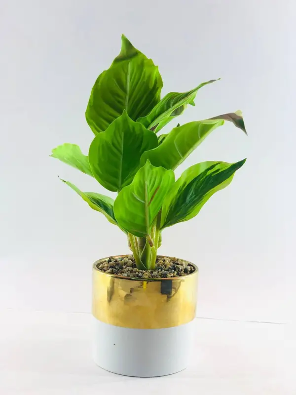 نباتات الأنيقة في وعاء رخامي باللون الذهبي والأبيض